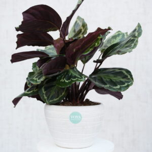 Calathea plant