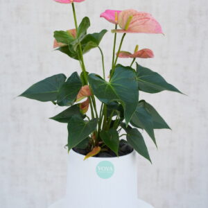 Pink Anthurium plant medium