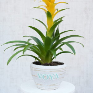 Yellow Guzmania Plant