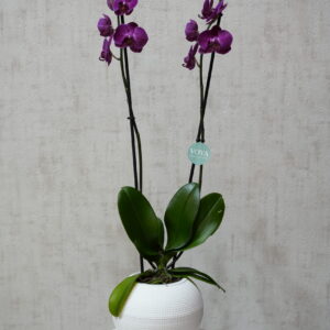 Purple Orchid Plant
